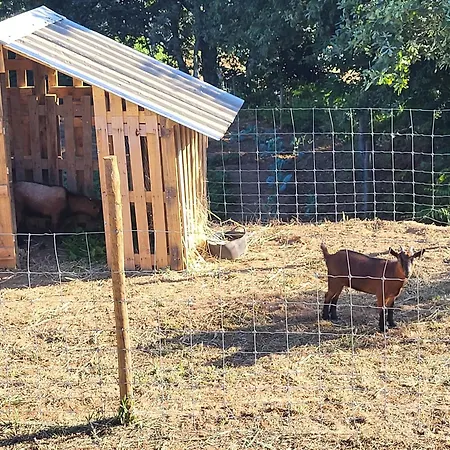 Semesterbostad Casa De Santo Amaro Carrazedo (Aveiro)